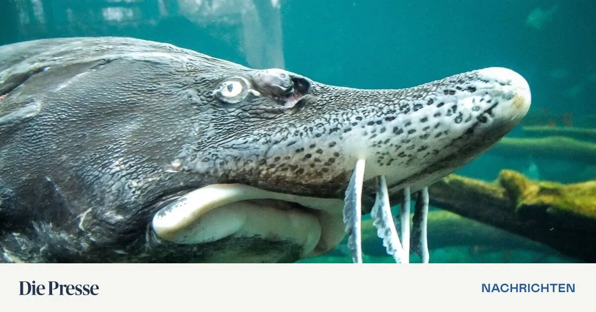 Wilderei bedroht Dinosaurier-Fische in der Donau | DiePresse.com