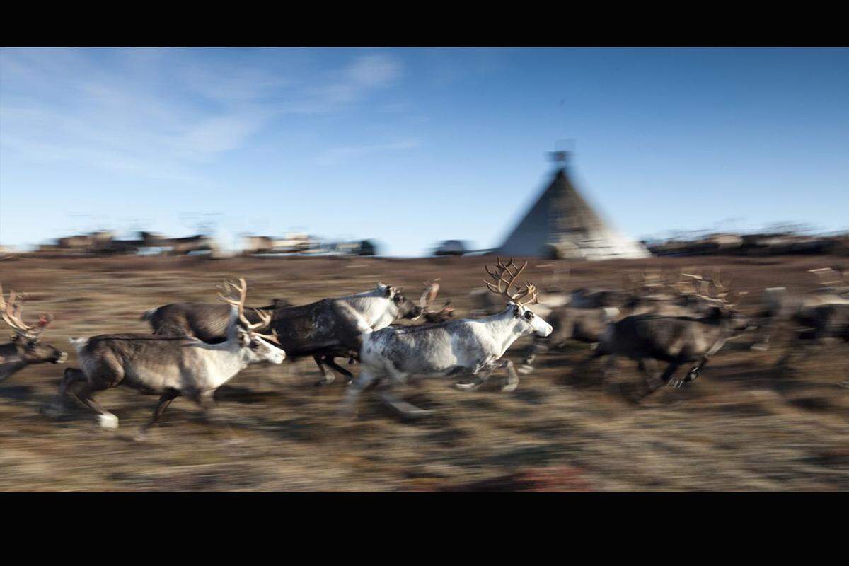 Epische Reise: Die Nenzen der Jamal-Halbinseln in Sibirien wandern mit ihren Rentieren jedes Jahr bis zu 1000 Kilometer und überqueren dabei auch den gefrorenen Ob-Fluss.© Steve Morgan