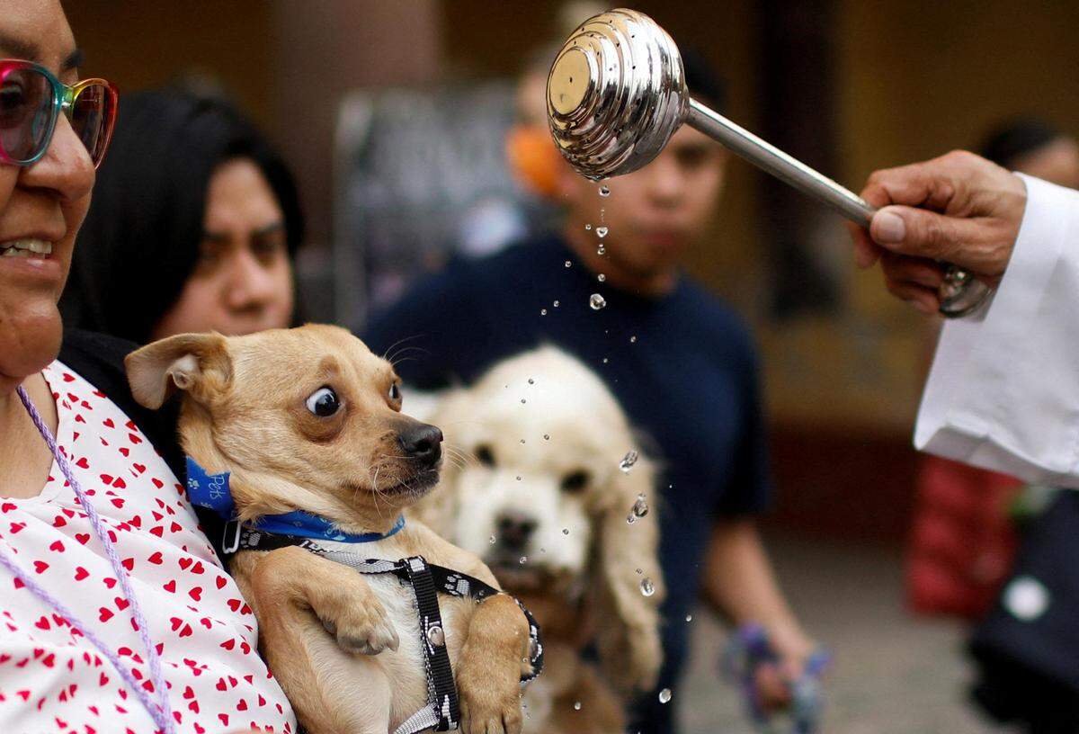 18. Jänner. In Mexiko City pilgern Tier-Besitzer zur Kathedrale San Bernardino de Siena, um ihre Haustiere segnen zu lassen.  
