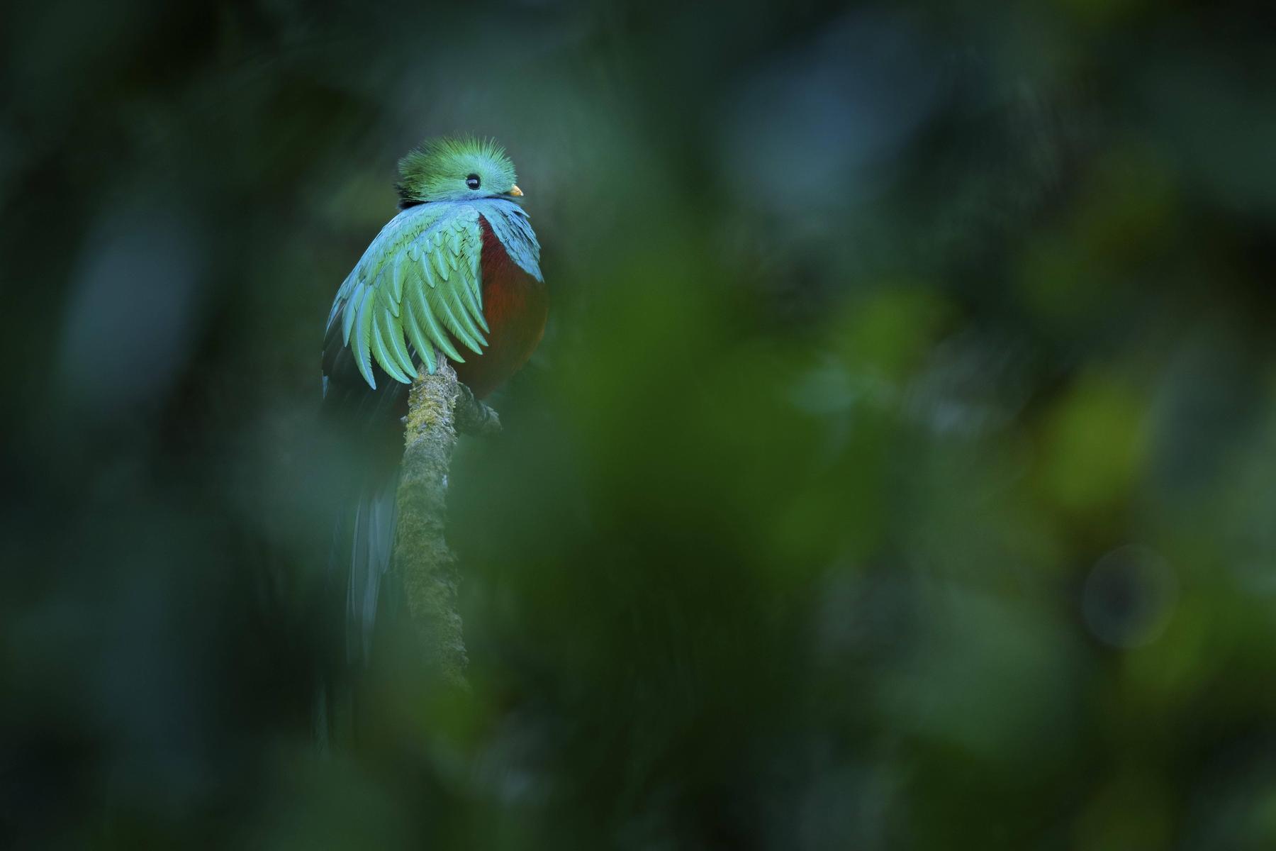Warum die Vögel in den Tropen verschwinden [premium]