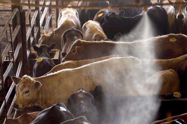 Besonders hart getroffen haben die hohen Preise die Viehzüchter in den USA: Wegen des teuren Futters haben sich viele entschieden, ihre Rinder zu verkaufen. Auch die Zahl der Notschlachtungen steigt an.  Im Bild: Vieh-Auktion in Conway, Arkansas