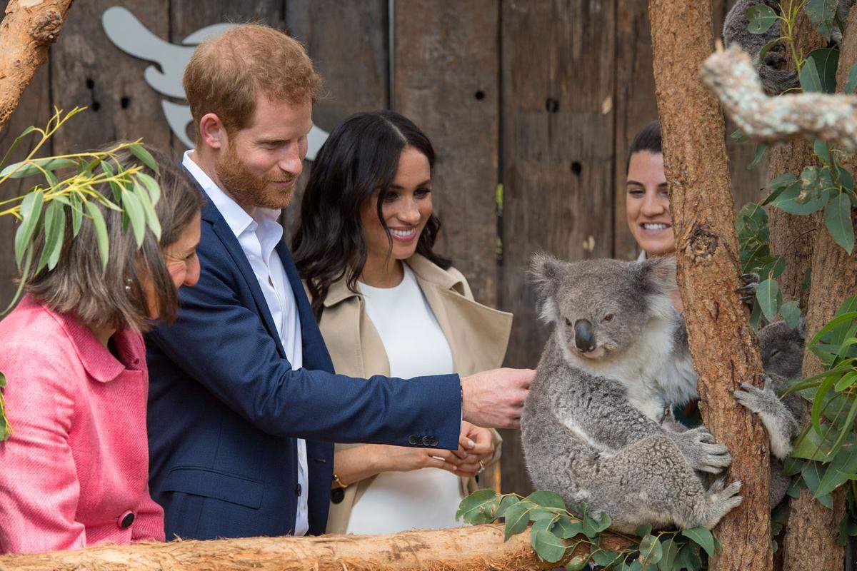 Typisch australisch ging es weiter. Im Taronga Zoo wurden Koalas aus nächster Nähe bestaunt und gestreichelt.