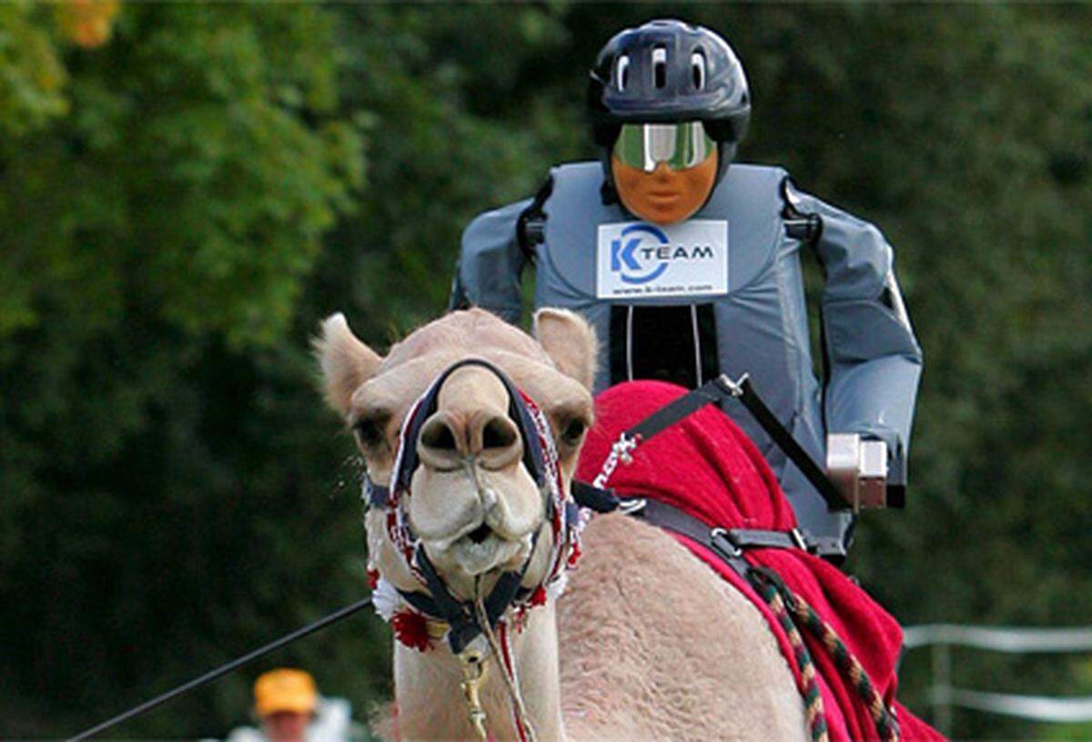 Ein Kameljockey aus der Schweiz - und noch dazu ferngesteuert. Die Firma K-Team soll 150 dieser Robojockeys der Regierung von Qatar liefern, um in den dort beliebten Kamelrennen teilzunehmen. Damit will die Regierung der Kritik entgegenkommen, Kinder für die Rennen einzusetzen.