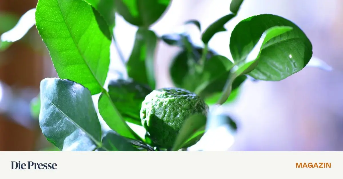 schildl-use-kein-bad-am-samstagnachmittag-f-rs-citrusb-umchen-premium