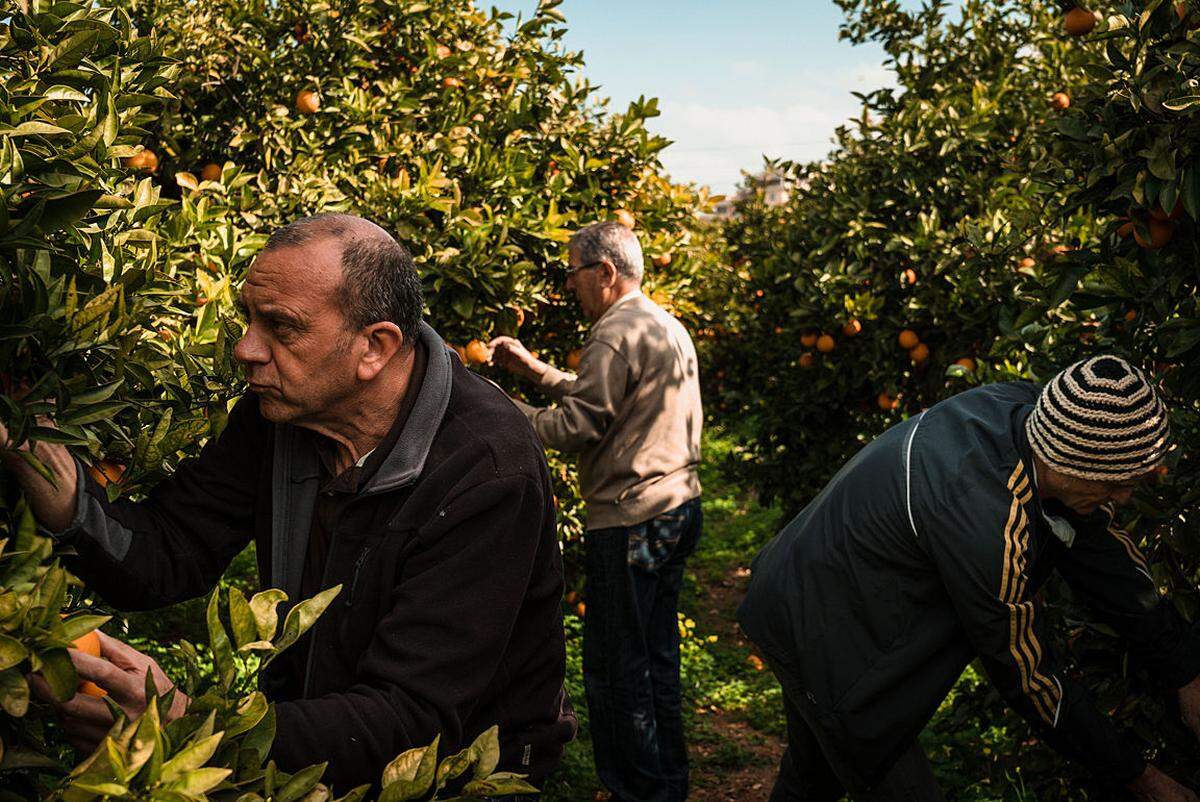 Sergi Villanueva vertrat die Universidad Jaume I und gewann eine Fotoausrüstung im Wert von 30.000 Euro. Auf diesem Bild sind Männer beim Ernten von Orangen zu sehen, die nach ganz Europa exportiert werden.