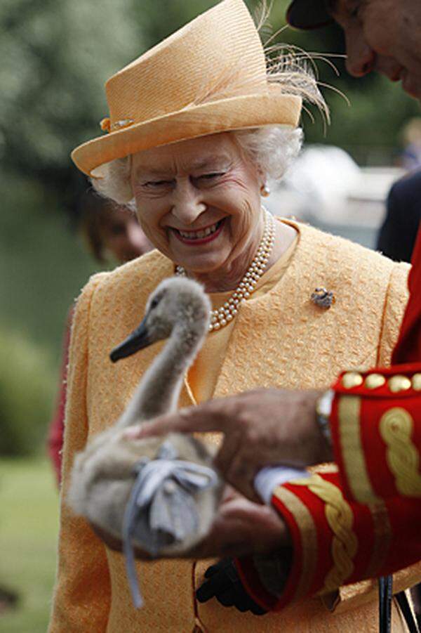 Sie besitzt zwar alle Schwäne im Königreich, bei deren Zählung war sie aber bisher noch nie dabei: Die britische Königin hat jetzt zum ersten Mal bei der traditionellen Schwanenzählung zugesehen. Queen Elizabeth II. kam am 20. Juli per Dampfer auf die Themse, um die Schwanenzähler bei ihrem Ritual zu beobachten. Diese beringen und markieren jedes Jahr im Juli die Schwäne entlang der Themse. Nach einer Tradition aus dem zwölften Jahrhundert gehören alle unmarkierten Höckerschwäne in Großbritannien dem Monarchen. Damals waren Schwäne ein wichtiger Bestandteil des königlichen Speiseplans. Heute geht es bei der Schwanenzählung allerdings um den Artenschutz.