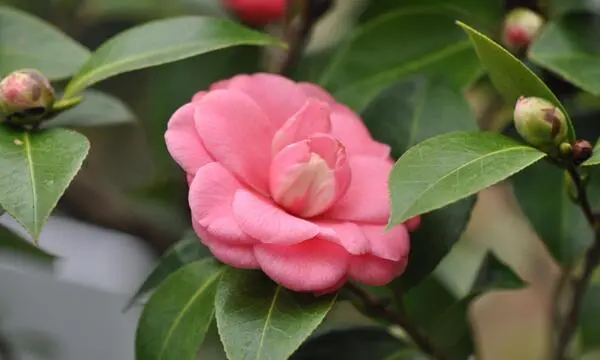 Kamelien richtig pflegen: So blhen die anmutigen Rosen des Winters   DiePresse.com