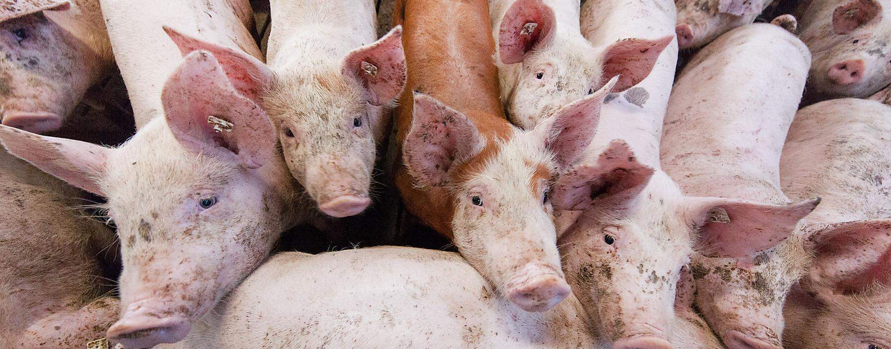 Treffen zur Lage am Fleischmarkt und Haltung von Nutztieren