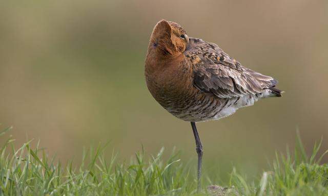 Den Kopf nach hinten ins Gefieder gesteckt: Das ist bei vielen Vogelarten die typische Schlafposition.