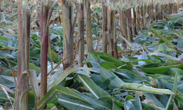 Masfeld nach der Ernte in der Erntesaison 2018 u B z Maispflanze und Maiskolben nach der Ernte Mai