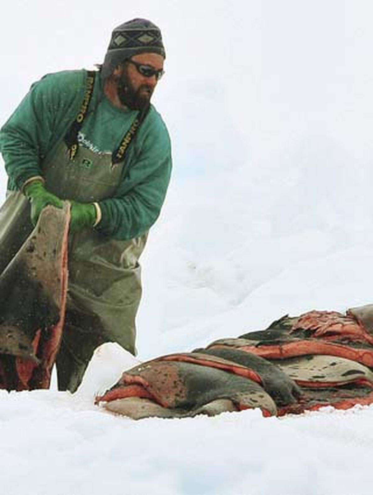 Die Regierung sagt hingegen, dass die Fangquote nach Beratungen mit Experten festgelegt wurde, "um sicherzustellen, dass der Robbenbestand erhalten bleibt".