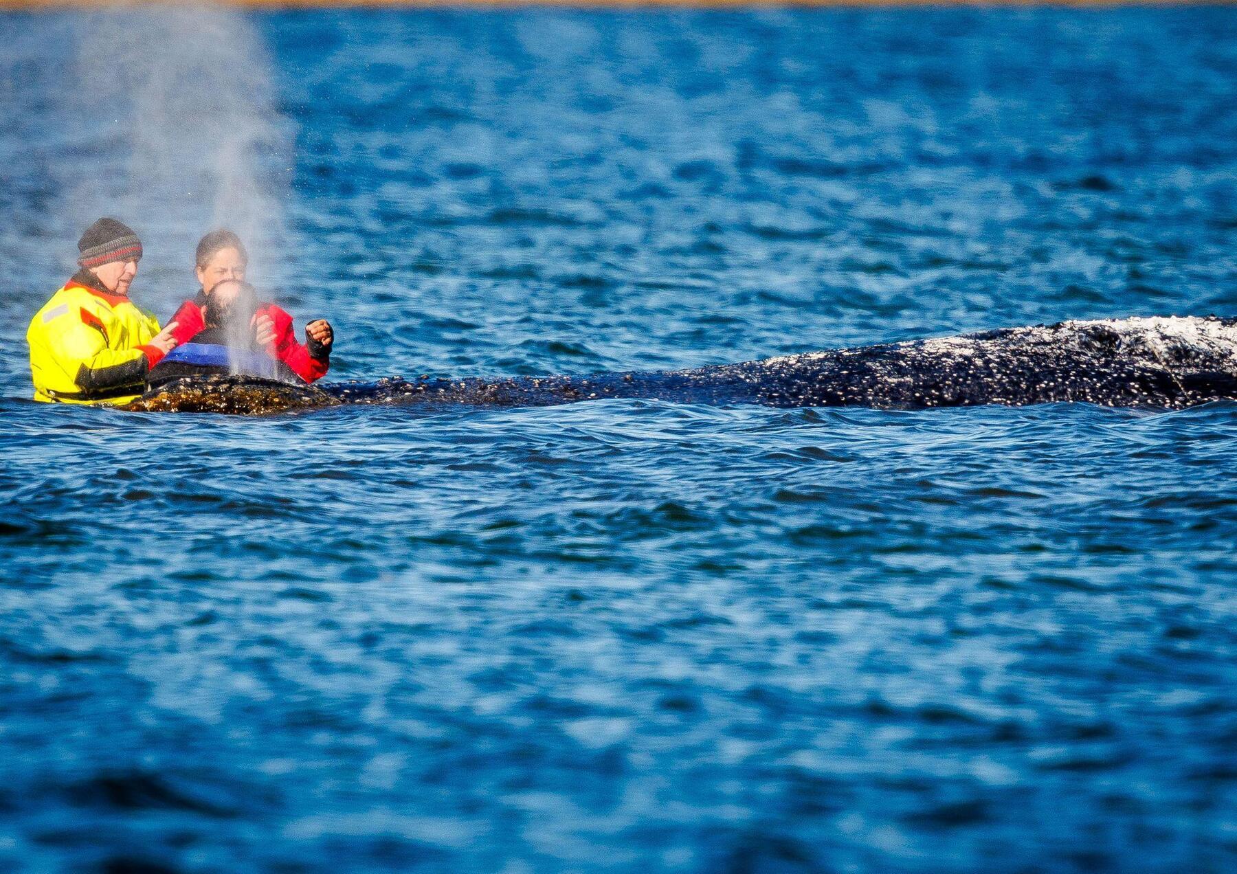 Wal Timmy könnte diese Woche abtransportiert werden