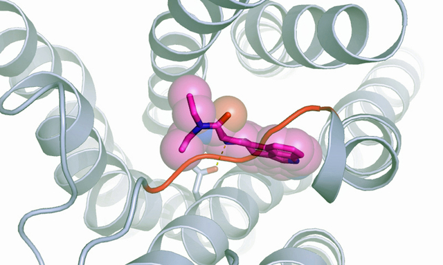 Wenn LSD (magenta) an den Serotonin-Rezeptor bindet, legt der einen Bügel (orange) darüber.
