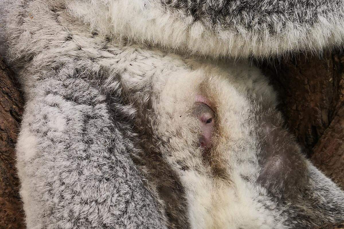 Seit über fünf Monaten wächst das Koala-Jungtier im Beutel seiner Mutter Bunji heran. Bei der Geburt nur so groß wie eine Bohne, ist es mittlerweile schon faustgroß.  
