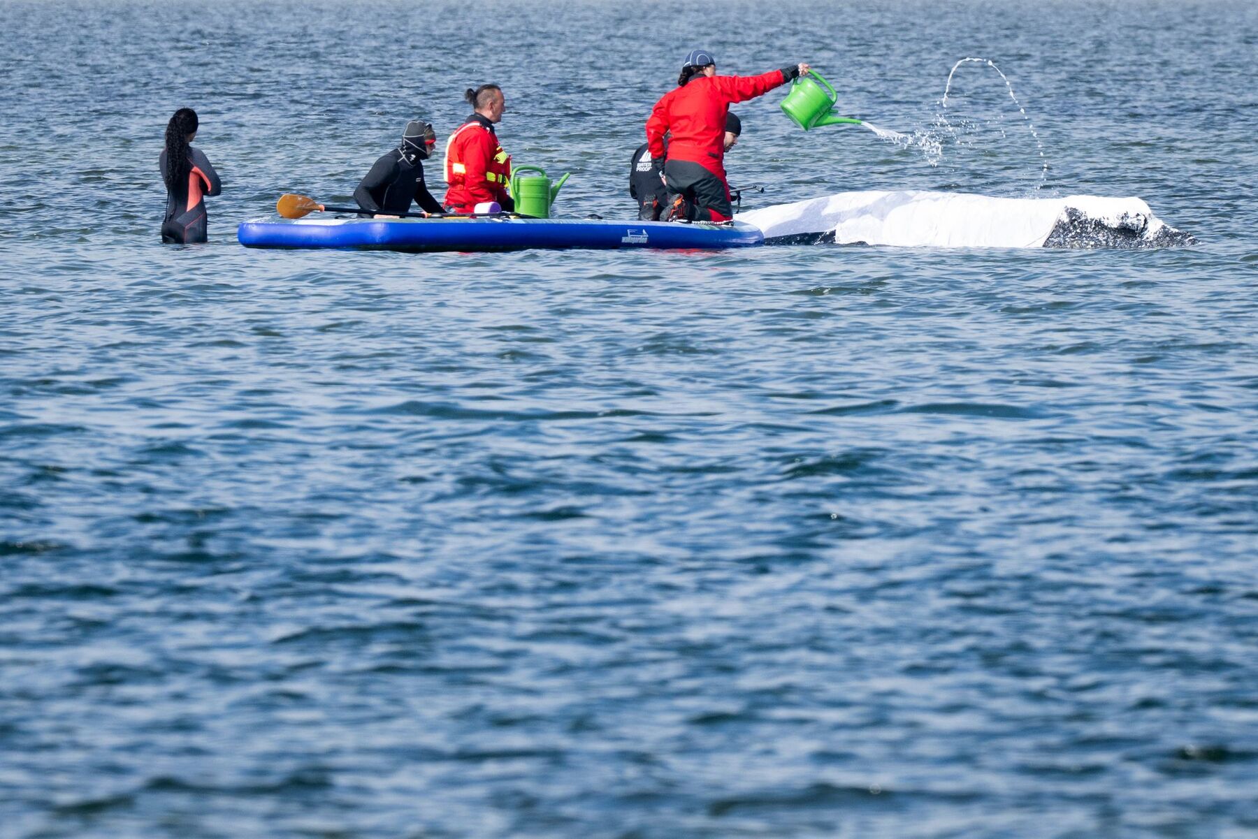 Gestrandeter Buckelwal „Timmy“: Tierschützer plädieren für Tötung