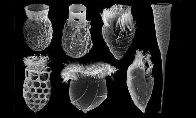Im Elektronenmikroskop zeigt sich die Vielfalt der Einzeller, deren Gehäuse wie Vasen oder Sektflöten aussehen.