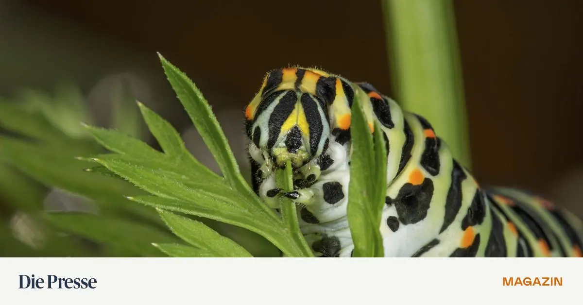 Manchmal-ist-Verwandlung-die-einzige-Option-drei-Buchempfehlungen