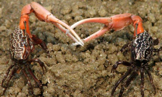 Männliche Krabben im Zweikampf
