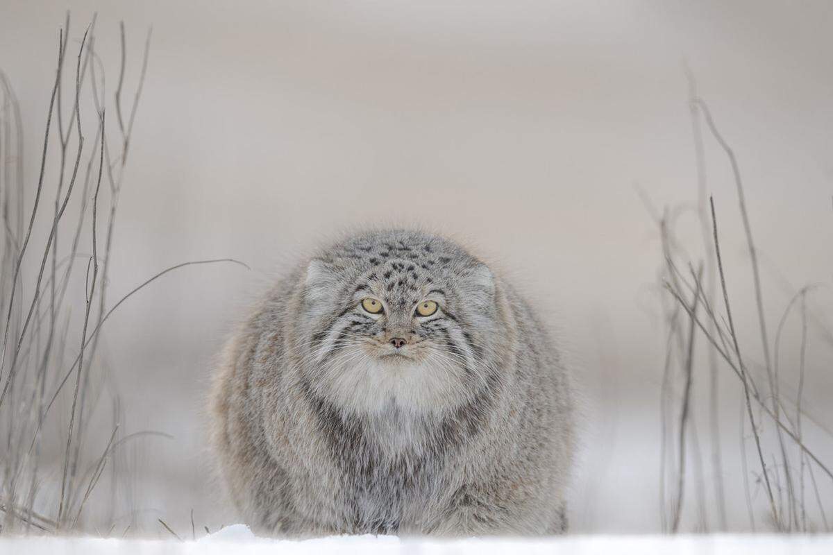 Der australische Fotograf Joshua Holko hat in der wilden Steppenregion Mongoliens eine Pallaskatze eingefangen. Ihre Erkennungsmerkmale sind ihre sehr runden Pupillen und ihr fast komplett runder Körper. Im Winter ist die Katze, auch Manul gennant, fast gleich breit wie lang.