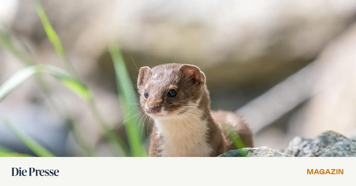 Tiere-und-Pflanzen-des-Jahres-2026