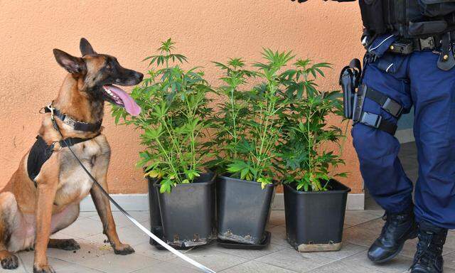 Nur drei oder doch mehr Cannabispflanzen? In Frankreich noch ein Fall für die Polizei (im Bild eine französische Razzia), in Deutschland eine Frage des Regelwerks. 