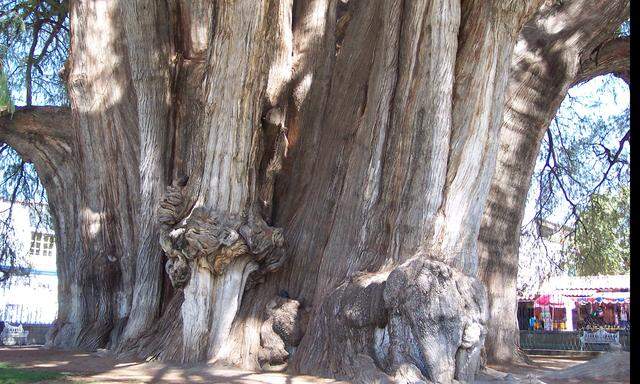 Der „Baum von Tule“, eine Mexikanische Sumpfzypresse, soll mit seinem Stammdurchmesser von mehr als 14 Metern der dickste Baum der Welt sein. Zu imitieren, wie Pflanzen Kräften trotzen, ist für Techniker eine große Herausforderung.