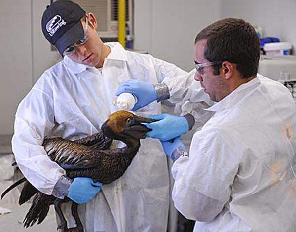 Allein in Louisiana haben inzwischen mehr als 70 Menschen ärztliche Hilfe gesucht - wegen Übelkeit, Kopfschmerzen, entzündeten Augen und Atembeschwerden. Mindestens 1100 ölverschmierte Vögel wurden gefunden, der größte Teil von ihnen tot.