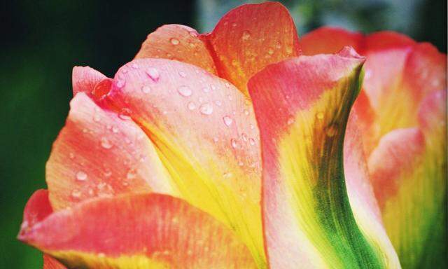 Tulpen wurden während einer Spekulationsblase zu obszön hohen Preisen angeboten.