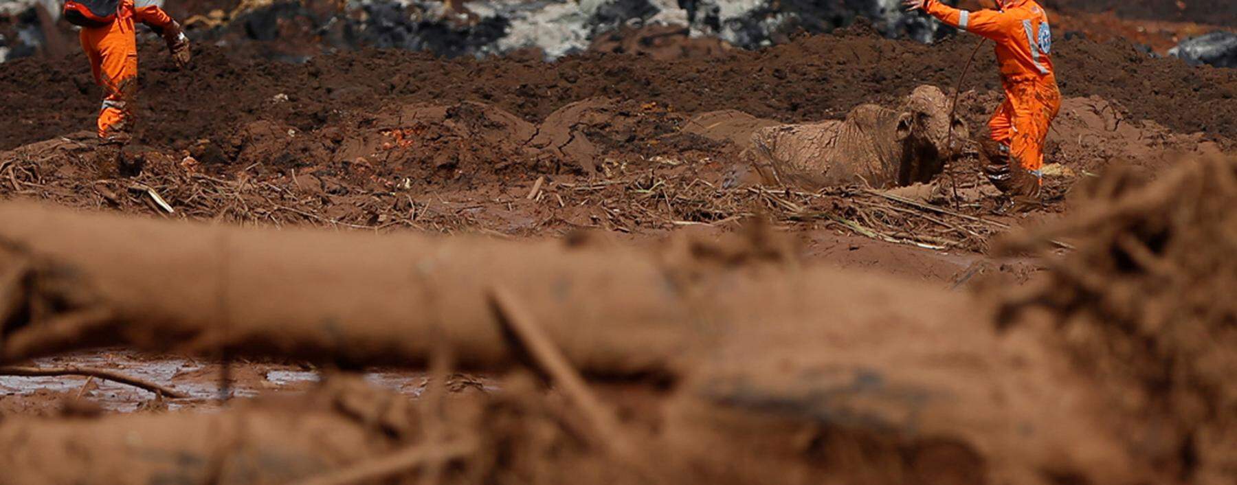 An ox is seen on mud after a tailings dam owned by Brazilian miner Vale SA burst, in Brumadinho
