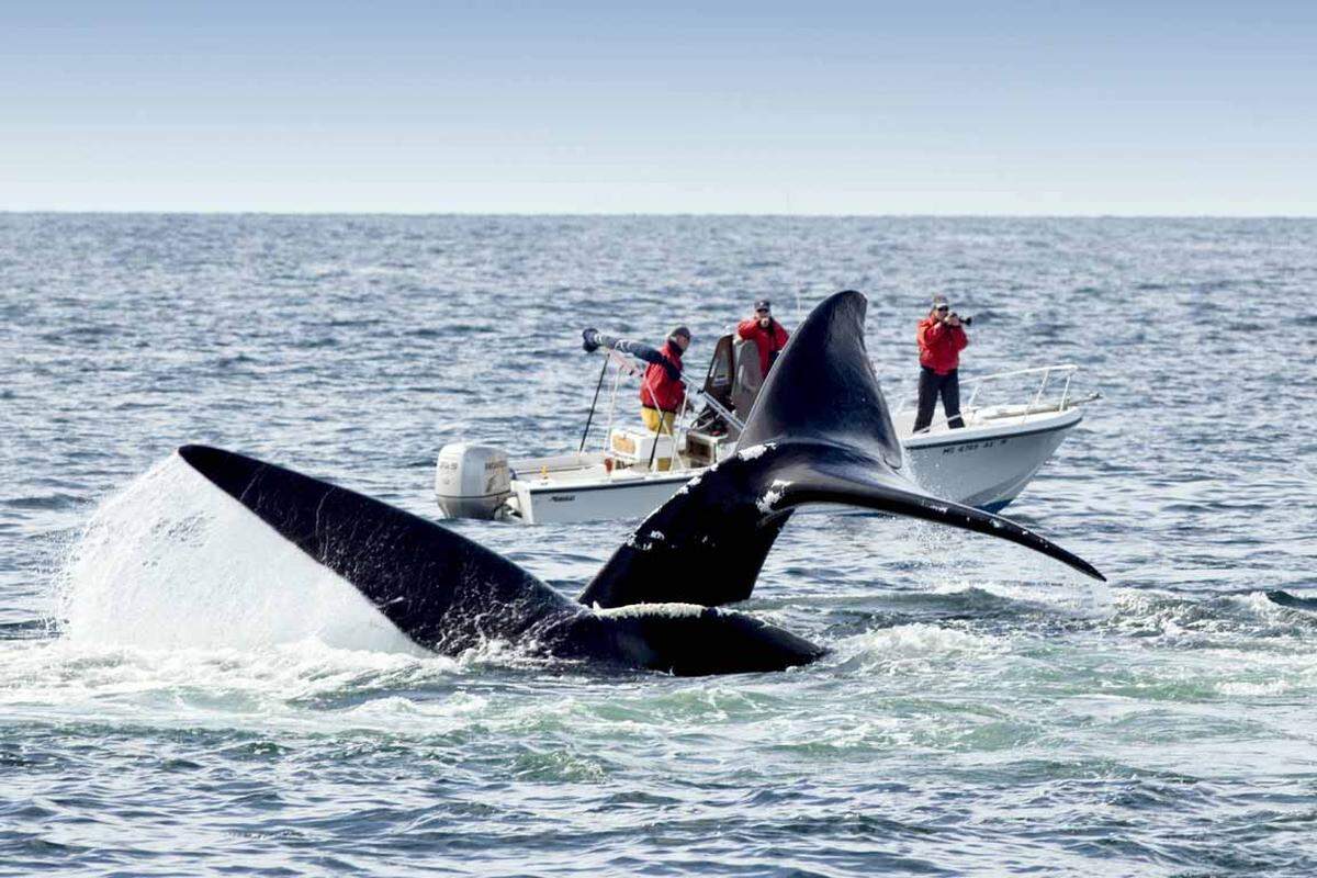 Glattwale sind vom Aussterben bedroht. In der Bay of Fundy hat man jeden Sommer von März bis Oktober die Möglichkeit die riesigen Säugetiere zu sehen. Erkennen kann man sie an ihrem breiten Rücken und den weißen Schwielen am Kopf, außerdem haben sie keine Rückenflosse. Whale Watching Touren gibt es etwa von der Digby Neck Halbinsel auf Nova Scotia oder den umliegenden Inseln wie Brier Island und St. Andrews.