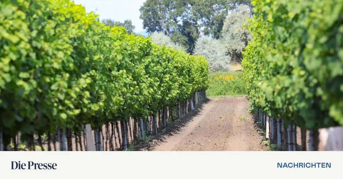 Handle-with-Care-Eine-Supergroup-im-Glas-premium-