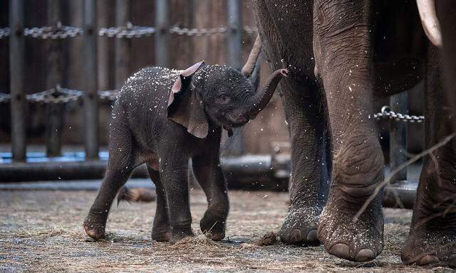 Zoo stellt den am Freitag geborenen Elefanten 'Tsavo' vor