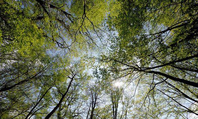 Der Laubwald übersteht den Klimawandel besser.