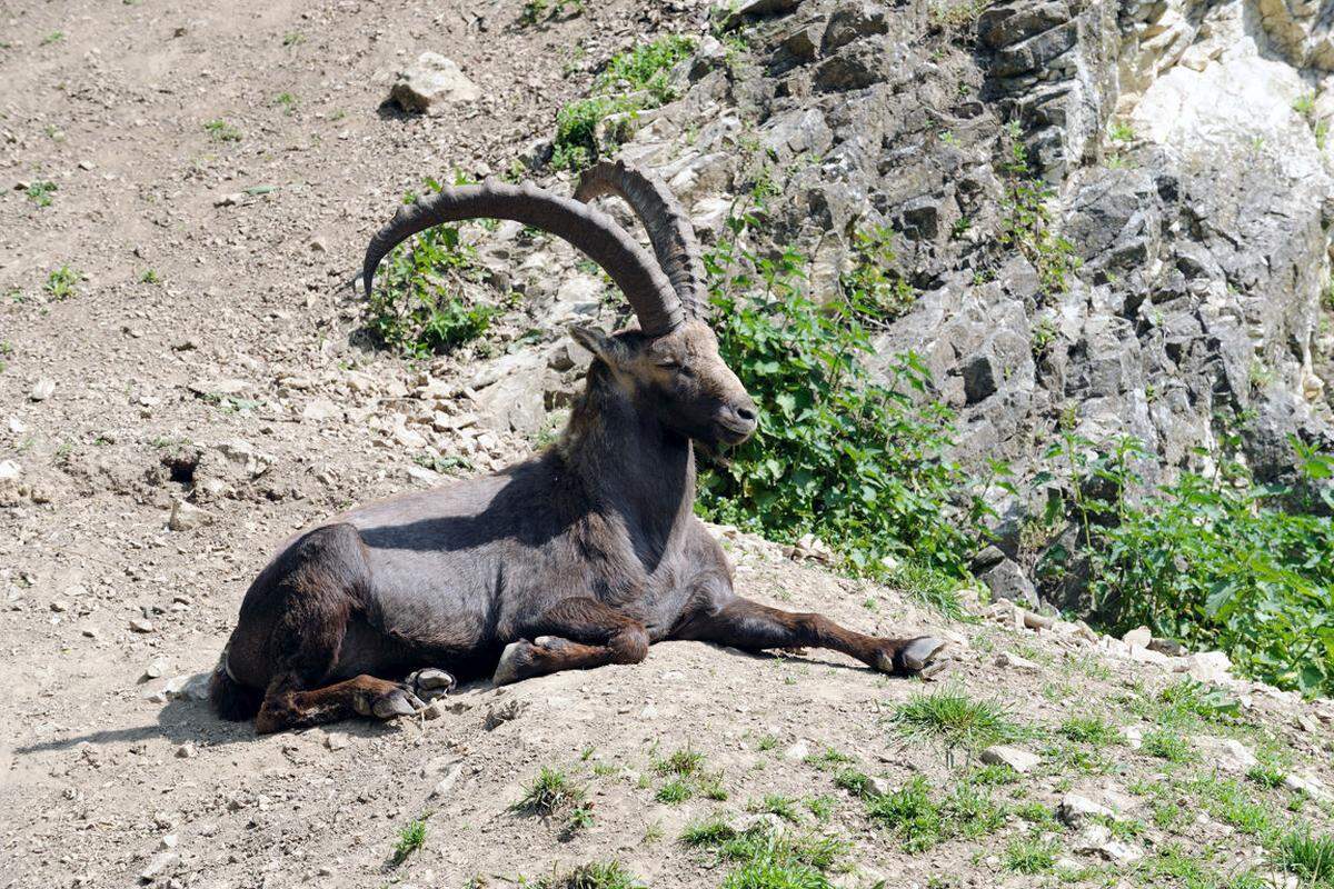 Manche Tiere - hier ein Steinbock - lassen sich durch die Besucher nicht stören.