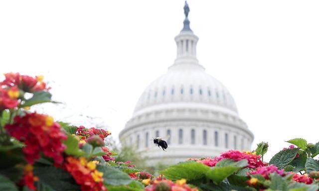 Das Kapitol in Washington D.C. ist Sitz von Repräsentantenhaus und Senat der USA.