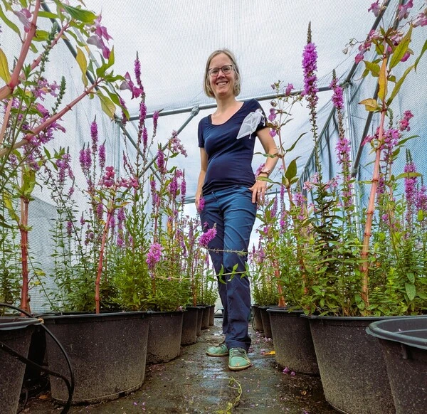Christine Sheppard in einem der Springkraut-Experimente.