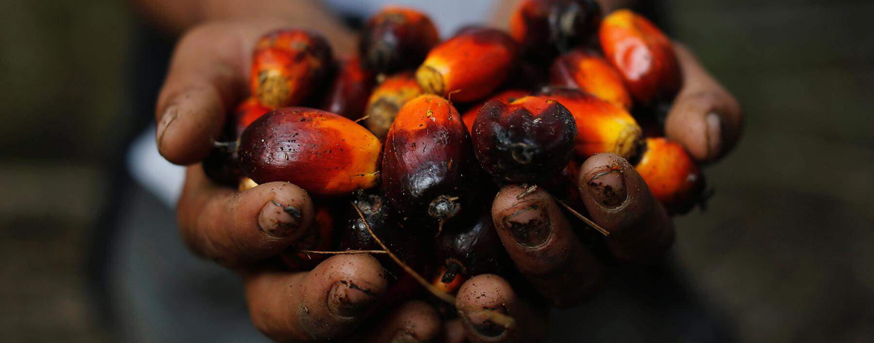 Früchte des Zorns: Heizt die Ausweitung von Palmölplantagen in Südostasien den Klimawandel an?
