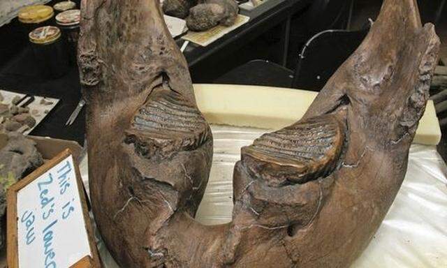 School children look a the lower jaw of Zed, a male Colombian mammoth shown at the Page Museum lab 