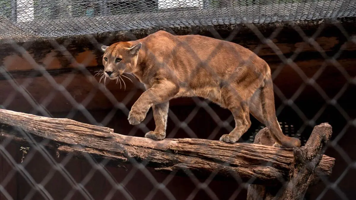 Puma sighted near Munich Airport? Authorities warn the public.