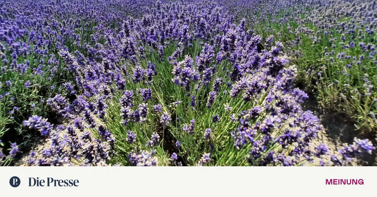 Wiens Provence? Breitenlee! Wo der Lavendel wächst