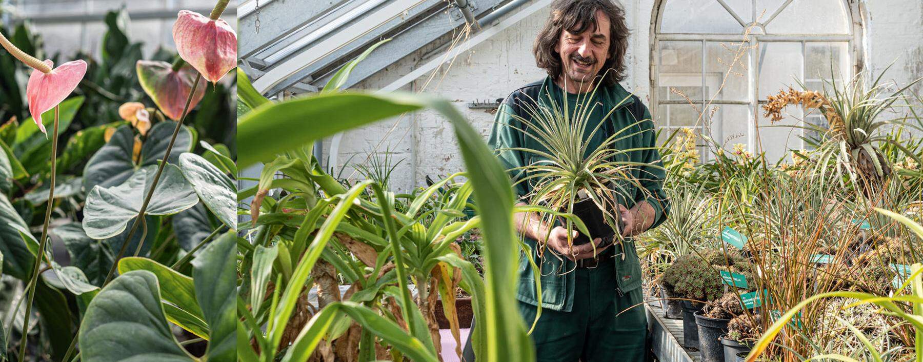 Wenn er sich um die Pflanzen kümmert, pflegt er zugleich ein kulturelles Erbe: Michael Knaack ist Leiter der Botanischen Sammlung und des Alpengartens des Belvedere.