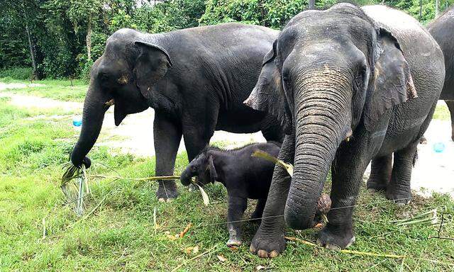 Elefantenfamilie, diesfalls in Singapur