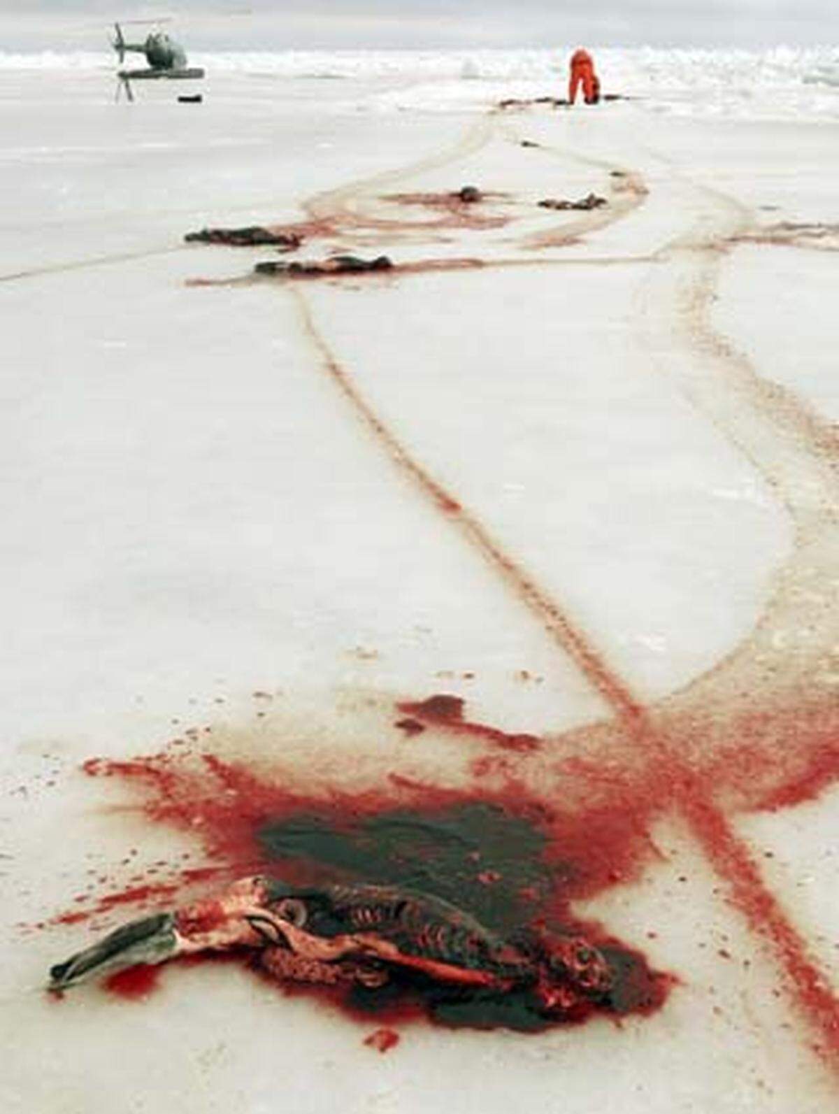 Ende Februar hatte Russland zunächst nur die Jagd auf Robbenbabys in den ersten Wochen nach der Geburt verboten.