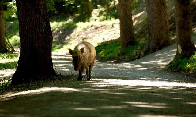 Begegnungen mit  Wildschweinen sind im Naturpark Sparbach bei Mödling sehr wahrscheinlich.