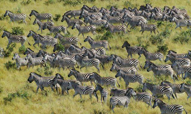 Eine der stärksten Triebkräfte ist der Hunger. Deshalb setzen sich bei Zebras trächtige Weibchen an die Spitze.