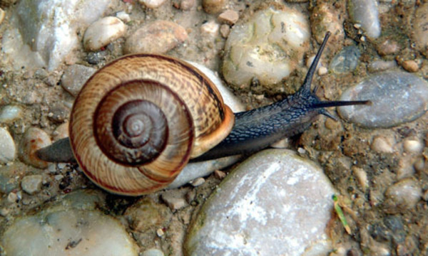Schnecke