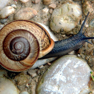 Schnecke