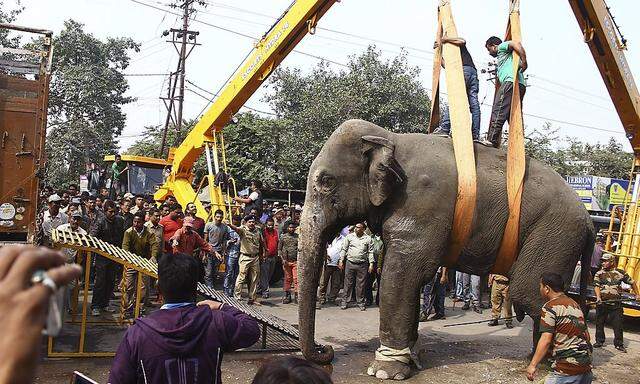 Der betäubte Elefant wird auf einen Truck geladen.