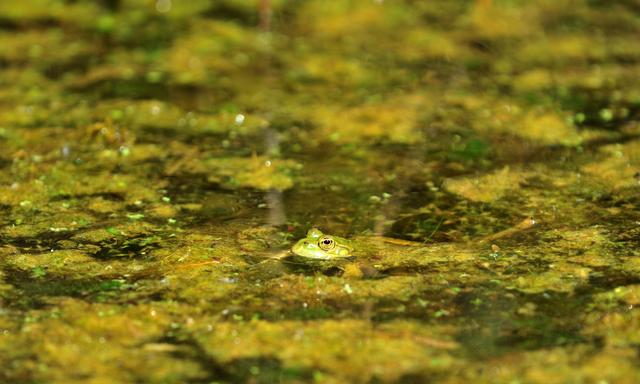 Die heile Welt gibt es nicht mehr. Der Zustand der meisten Gewässer ist für Biodiversitäts-Forscher in einem besorgniserregenden Zustand.