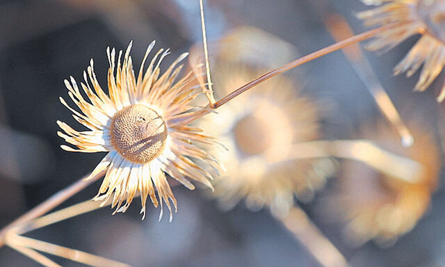 Makrofotos von Früchten und darin steckenden Samen.
